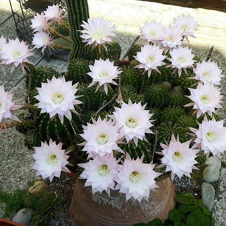 ラヴェンナ Il Giardino Roccioso Bed & Breakfast エクステリア 写真